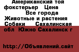 Американский той фокстерьер › Цена ­ 25 000 - Все города Животные и растения » Собаки   . Сахалинская обл.,Южно-Сахалинск г.